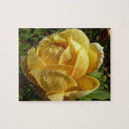 Gelbe Englische Rose Puzzle (Horizontal)