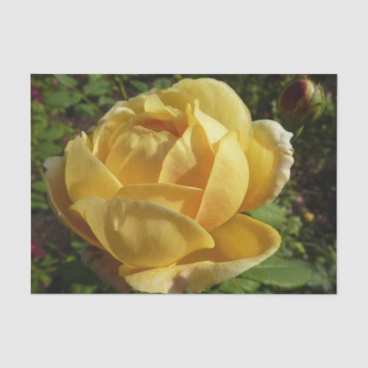 Gelbe Englische Rose Seidenpapier (Vorderseite)