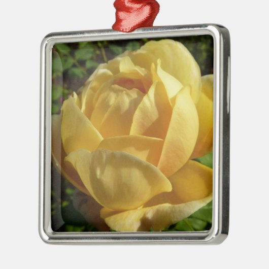 Gelbe Englische Rose Silbernes Ornament (Links)