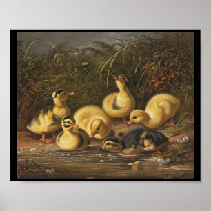 Gelbe Entenküken spielen im Teich Poster