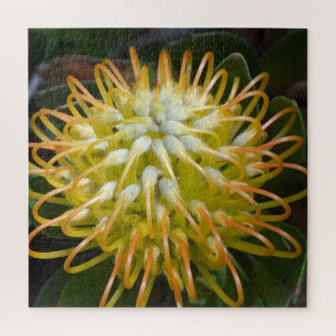 Gelbe Exotische Blume Pincushion Protea Puzzle