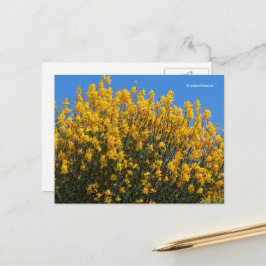 Gelbe Falsche Indigowiese Postkarte
