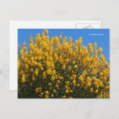 Gelbe Falsche Indigowiese Postkarte (Vorne/Hinten)
