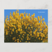 Gelbe Falsche Indigowiese Postkarte (Vorderseite)
