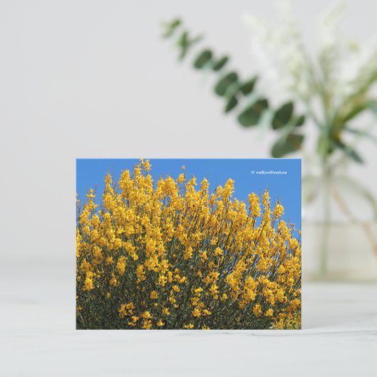 Gelbe Falsche Indigowiese Postkarte (Stehend Vorderseite)