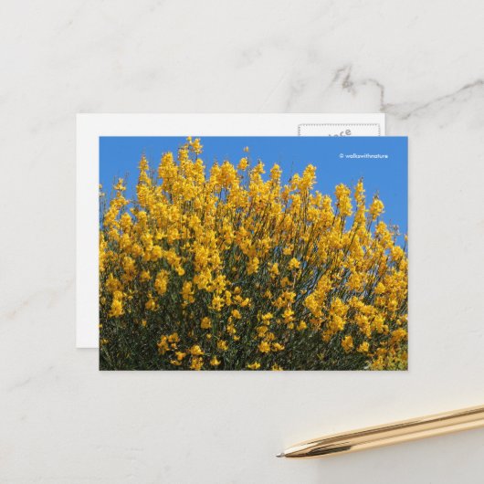 Gelbe Falsche Indigowiese Postkarte (Vorderseite/Rückseite Beispiel)