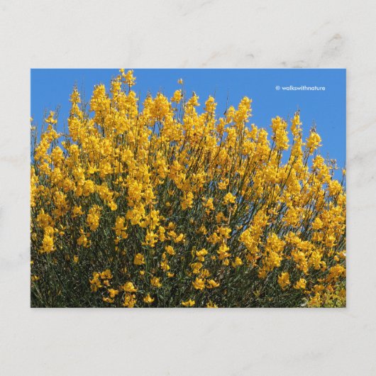 Gelbe Falsche Indigowiese Postkarte (Vorderseite)