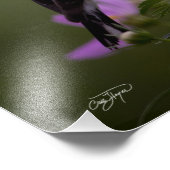 Gelbe Finkenruhe im georgischen Foto (Ecke)