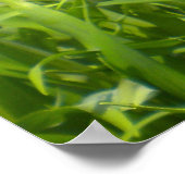 Gelbe Flammenblume Poster (Ecke)