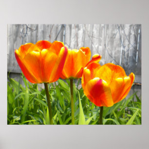 Gelbe Flammenblume Poster