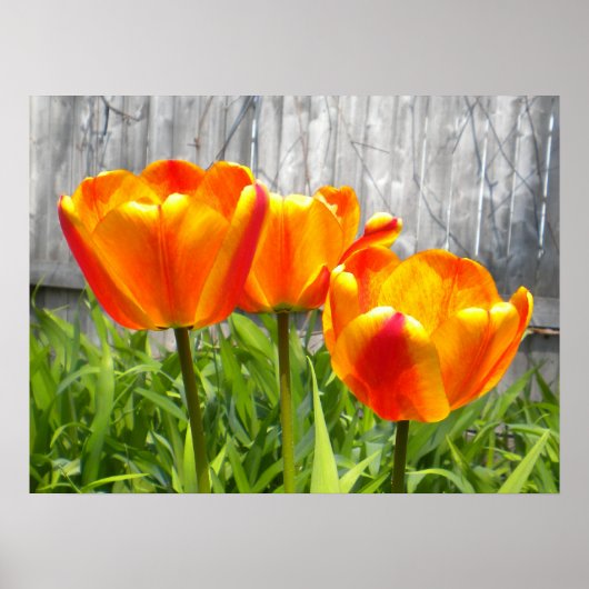 Gelbe Flammenblume Poster (Vorne)