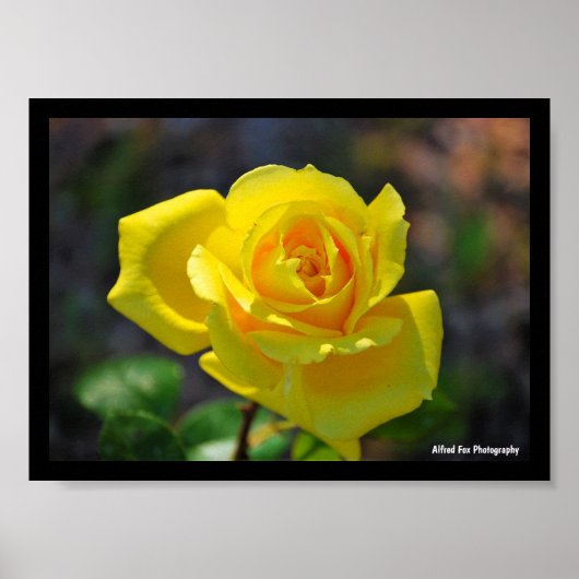 Gelbe Florale Rose Poster (Vorne)