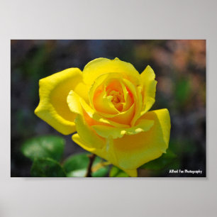 Gelbe Florale Rose Poster