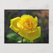 Gelbe Florale Rose Postkarte (Vorderseite)