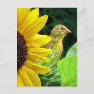 Gelbe Flossen auf Sonnenblume Postkarte