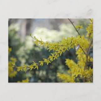 Gelbe Forsythia-Foto Postkarte