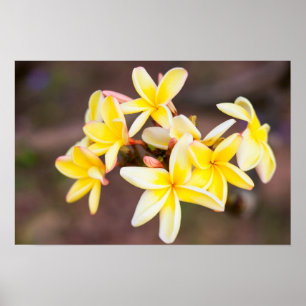 Gelbe Frangipani-Blume Poster