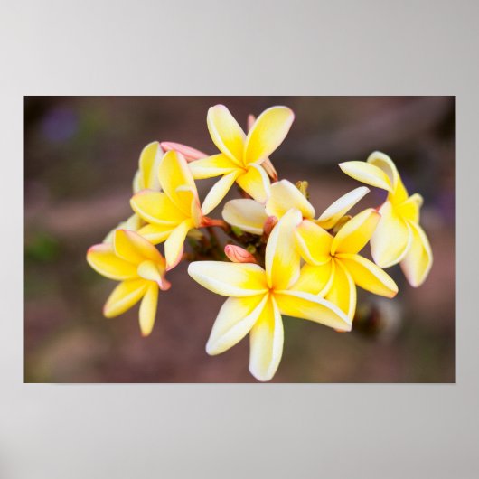 Gelbe Frangipani-Blume Poster (Vorne)