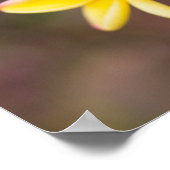 Gelbe Frangipani-Blume Poster (Ecke)