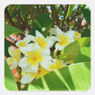 Gelbe Frangipanis, die auf einem Baum wachsen, Quadratischer Aufkleber