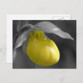 Gelbe Frauenschuh Schwarz-weiße Blumenpostkarte Postkarte (Vorne/Hinten)
