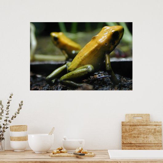 Gelbe Frösche Poster (Küche)