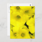 Gelbe Frühlingsblumen im Garten Postkarte (Vorne/Hinten)