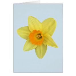 Gelbe Frühlingsdaffodien auf blass blau