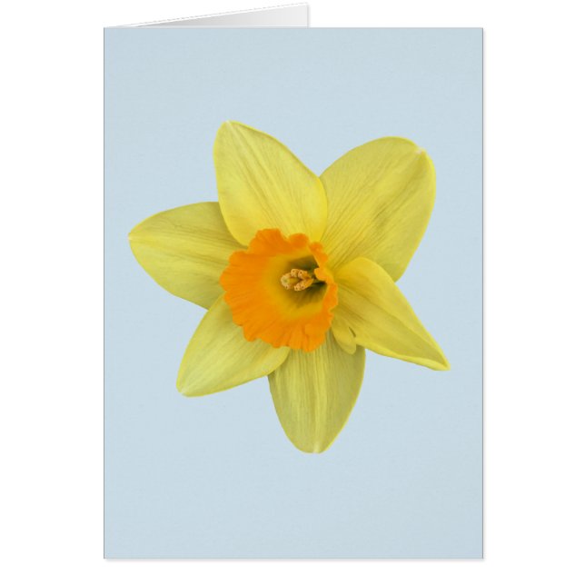 Gelbe Frühlingsdaffodien auf blass blau (Vorne)