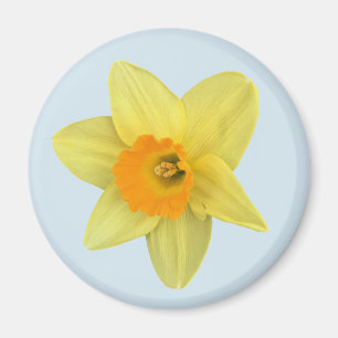 Gelbe Frühlingsdaffodien auf blass blau Magnet