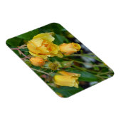 Gelbe Frühlingsdruckmagnet-Rose Magnet (Rechte Seite)