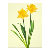 Gelbe Frühlingsdüster - Affodien Fotodruck (Vorne)