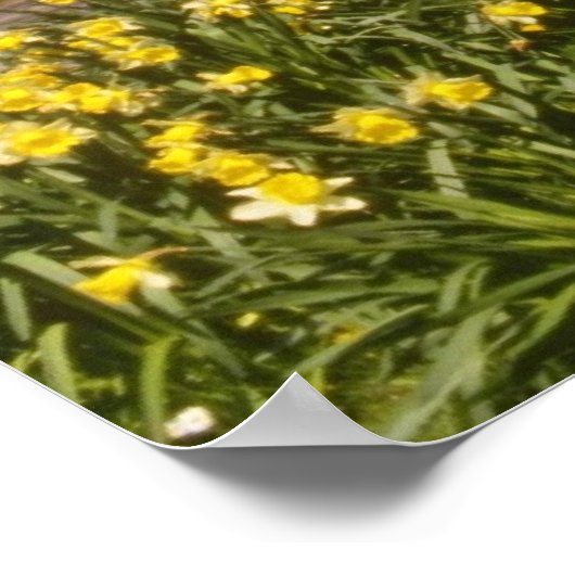 Gelbe Frühlingsdüster, Grenzen, Peebles-Blume Poster (Ecke)