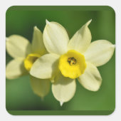 Gelbe Frühlingspinnodien Quadratischer Aufkleber (Vorderseite)