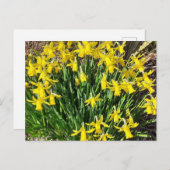 Gelbe Frühlingspülung Postkarte (Vorne/Hinten)