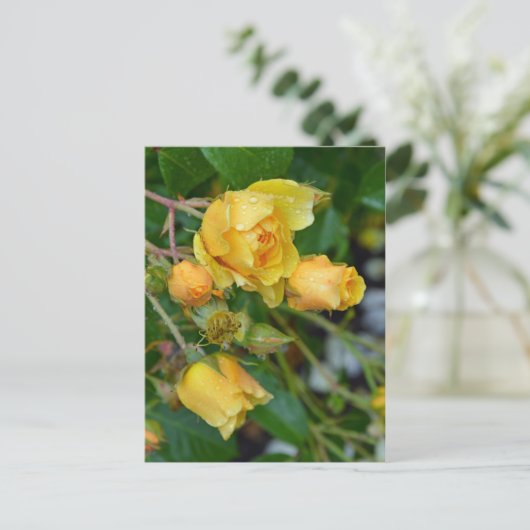 Gelbe Frühlingssonne Rose Blumendruck Postkarte (Stehend Vorderseite)
