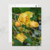 Gelbe Frühlingssonne Rose Blumendruck Postkarte (Vorne/Hinten)