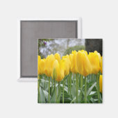 Gelbe Frühlingtulis Magnet (Vorderseite/Rückseite)
