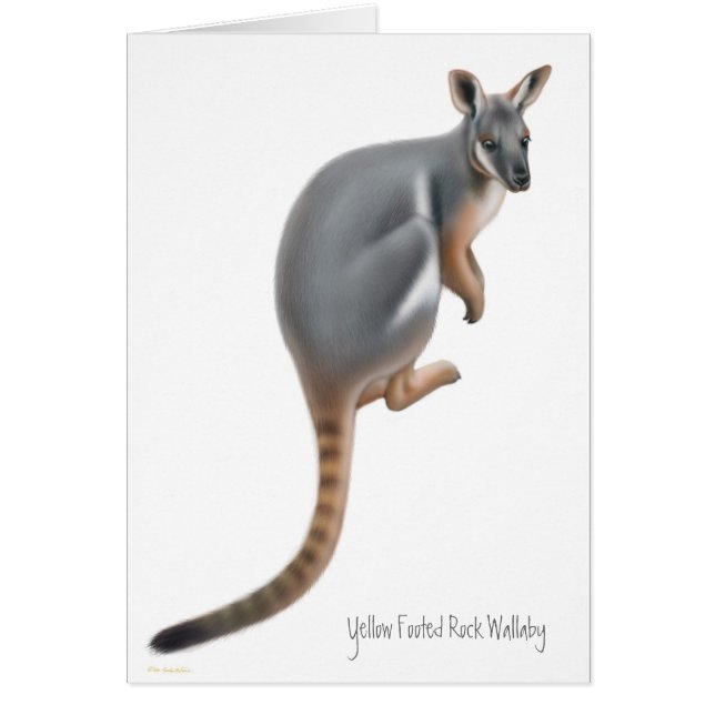 Gelbe füßige Felsenwallaby-Karte (Vorne)