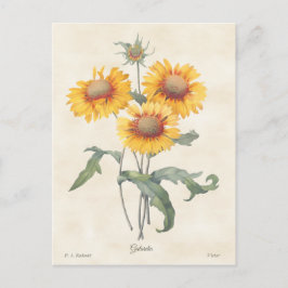 Gelbe Gaillardia Vintag Botanische Illustration Postkarte