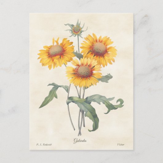 Gelbe Gaillardia Vintag Botanische Illustration Postkarte (Vorderseite)