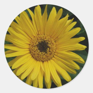 Gelbe Gänseblümchen-Aufkleber Runder Aufkleber