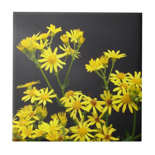 Gelbe Gänseblümchen-Fliese Fliese (Vorderseite)
