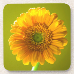 Gelbe Gänseblümchengerbera-Blume Untersetzer