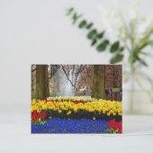 Gelbe Gärten Keukenhof, Amsterdam, Niederlande Postkarte (Stehend Vorderseite)
