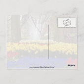 Gelbe Gärten Keukenhof, Amsterdam, Niederlande Postkarte (Rückseite)