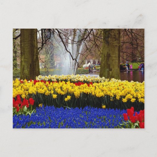 Gelbe Gärten Keukenhof, Amsterdam, Niederlande Postkarte (Vorderseite)
