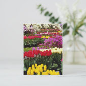 Gelbe Gärten Keukenhof, Amsterdam, Niederlande Postkarte (Stehend Vorderseite)