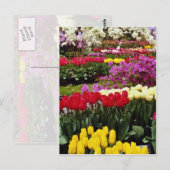 Gelbe Gärten Keukenhof, Amsterdam, Niederlande Postkarte (Vorne/Hinten)