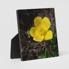 Gelbe Gartenanlage Blume Fotoplatte